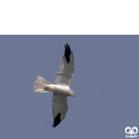 گونه سنقر سفید Pallid Harrier